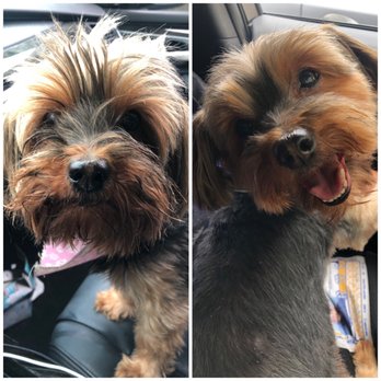 Ironmaya Pet Grooming - Getting summer cut. Before and after. Can you tell she loves getting haircuts at Ironmaya. - Pet Groomers Near Me - Arcadia, California Ironmaya Pet Grooming - Getting summer cut. Before and after. Can you tell she loves getting haircuts at Ironmaya. - Pet Groomers Near Me - Arcadia, California