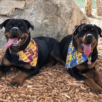 A-Team Dog Training - Pet Training Near Me A-Team Dog Training - Pet Training Near Me