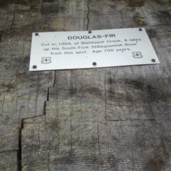 Mount Baker-Snoqualmie National Forest - 700 year old tree! - Parks Near Me - Everett, Washington