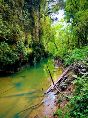 Waitomo Glowworm Caves by null