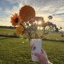 Wild Flower Farm