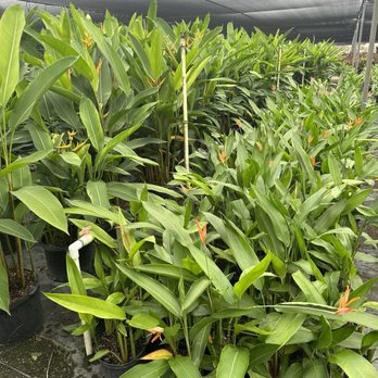 B & C Tropicals - Nurseries & Gardening Near Me - Miami, Florida B & C Tropicals - Nurseries & Gardening Near Me - Miami, Florida