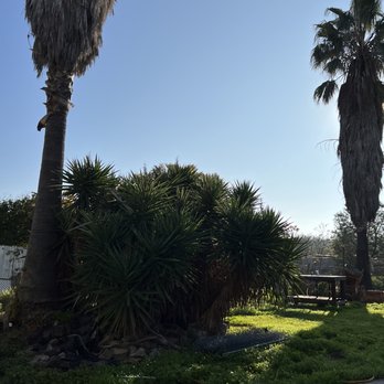 Chavez Tree Service - Before pics - Tree Services Near Me - Tracy, California Chavez Tree Service - Before pics - Tree Services Near Me - Tracy, California