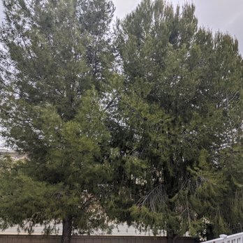 Unique Tree service - Before trimming area 2 - Tree Services Near Me - Anaheim, California Unique Tree service - Before trimming area 2 - Tree Services Near Me - Anaheim, California