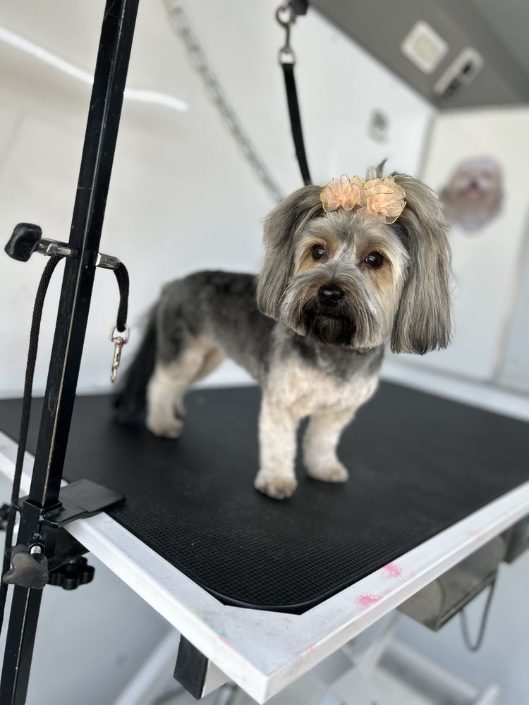 RED VELVET PETS GROOMING Updated August 2024 18 Photos Snellville