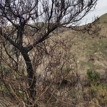 Borrego Canyon Overlook Park - Charred trees - Parks Near Me - Foothill Ranch, California