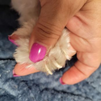 The Puppy Palace - Long back claws. - Pet Groomers Near Me - Granada Hills, California The Puppy Palace - Long back claws. - Pet Groomers Near Me - Granada Hills, California
