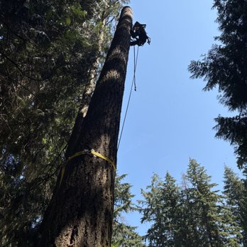 Integrity Tree Works - Tree Services Near Me - Newcastle, Washington Integrity Tree Works - Tree Services Near Me - Newcastle, Washington
