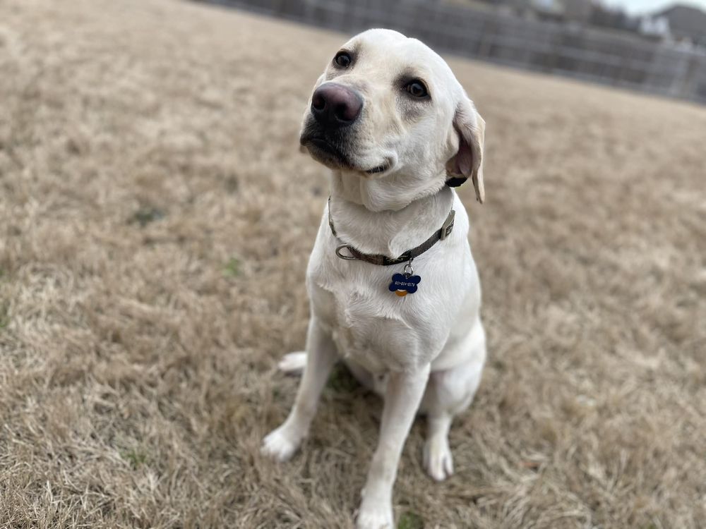 The Dog School - pet boarding facility in New Orleans, LA