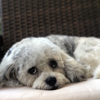 Scrub A Pup - Marley - Pet Groomers Near Me Scrub A Pup - Marley - Pet Groomers Near Me