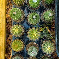 Florida Flora - Amazing cacti