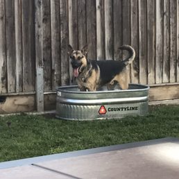 One happy doggie! 2W x 4L x 1H galvanized trough