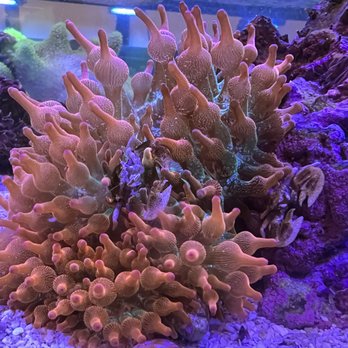Big Fish Aquarium - Aquarium Services Near Me - Chicago, Illinois Big Fish Aquarium - Aquarium Services Near Me - Chicago, Illinois
