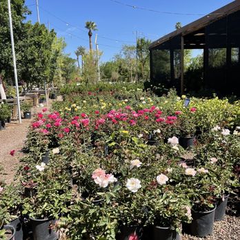Whitfill Nursery - Nurseries & Gardening Near Me - Phoenix, Arizona Whitfill Nursery - Nurseries & Gardening Near Me - Phoenix, Arizona