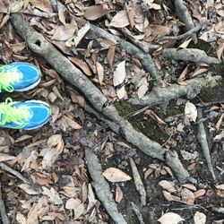 Boehnke Nature Preserve - This is as good as a natural trail gets