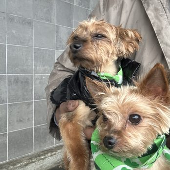 Barking Palace - Trouble and Oliver - Pet Groomers Near Me - Staten Island, New York