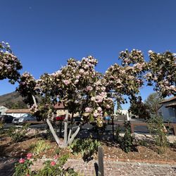 Mission Plaza