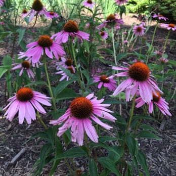 Sherwood Gardens - Summer blooms - Parks Near Me - Baltimore, Maryland