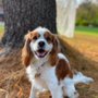 Spaw Pet Grooming
