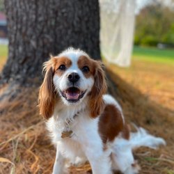 Spaw Pet Grooming