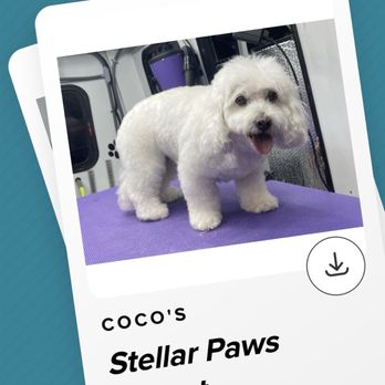 Stellar Paws - After - Pet Groomers Near Me Stellar Paws - After - Pet Groomers Near Me