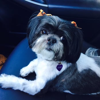 All About Paws Pet Spa - Pet Groomers Near Me - Upland, California