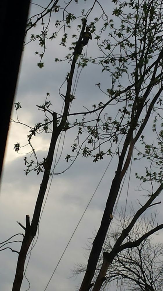 Dave's Tree and Lawn - tree service in Indianapolis, IN