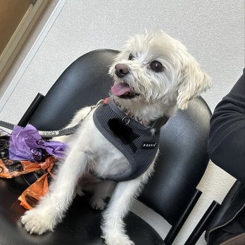 VCA ASEC - Emergency Pet Hospital Near Me - Los Angeles, California