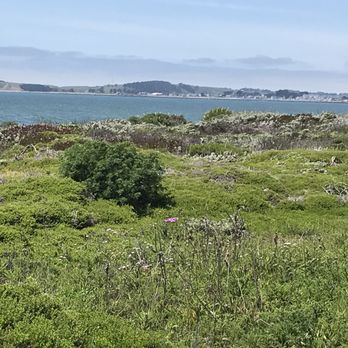 Dunes Beach - Half Moon Bay State Beach - View from parking lot. Lots of gorgeous Ice Plant! - Beaches Near Me - Half Moon Bay, California