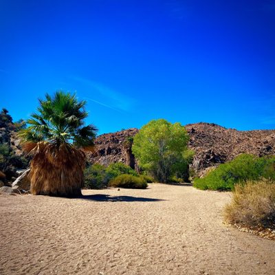 Cottonwood Spring by null