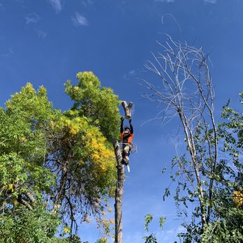 Hoffman’s Happy Tree Care - Tree Services Near Me Hoffman’s Happy Tree Care - Tree Services Near Me