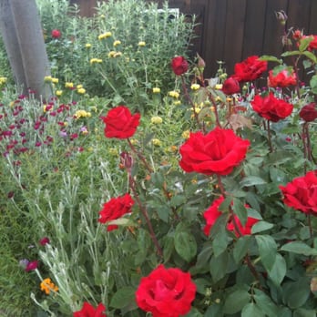 Young's Vineyard - The Roses are beautiful. - Wineries Near Me - Plymouth, California Young's Vineyard - The Roses are beautiful. - Wineries Near Me - Plymouth, California