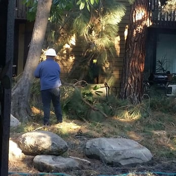 Montes Tree Service - Where was this cleanup guy when theyre dropping branches? - Tree Services Near Me Montes Tree Service - Where was this cleanup guy when theyre dropping branches? - Tree Services Near Me