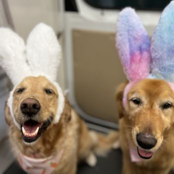 Mobile Dallas Pet Grooming - Pet Groomers Near Me Mobile Dallas Pet Grooming - Pet Groomers Near Me