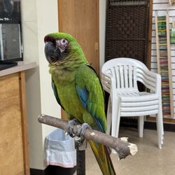 Birds Unlimited