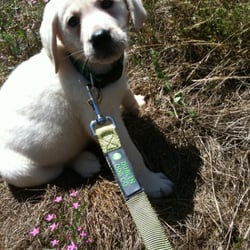 Cabin Creek Kennels - Jameson about to leave Cabin Creek