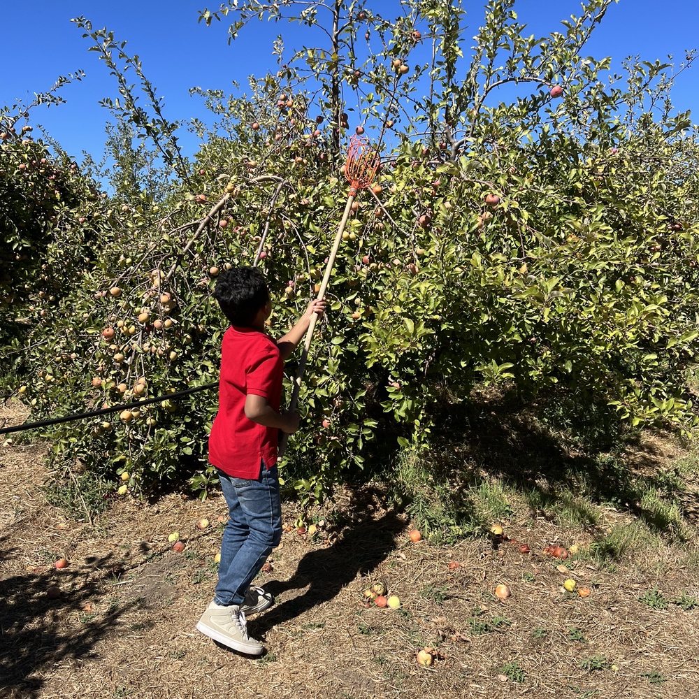 Apple Starr Orchards - CLOSED - Sticks provided - Pick Your Own Farms Near Me - Julian, California Apple Starr Orchards - CLOSED - Sticks provided - Pick Your Own Farms Near Me - Julian, California