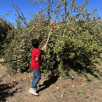 Apple Starr Orchards - CLOSED - Sticks provided - Pick Your Own Farms Near Me - Julian, California Apple Starr Orchards - CLOSED - Sticks provided - Pick Your Own Farms Near Me - Julian, California