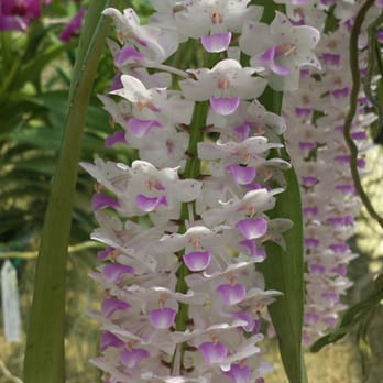 RF Orchids - Nurseries & Gardening Near Me - Homestead, Florida