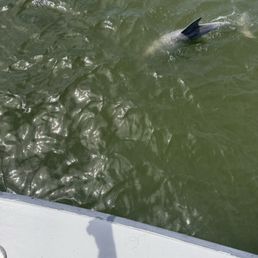 Dolphins came up close to the boat