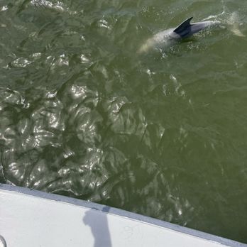Captain Derek's Dolphin Adventure - Dolphins came up close to the boat - Tours Near Me - Tybee Island, Georgia