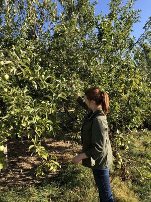 Apple Hill Farm by null