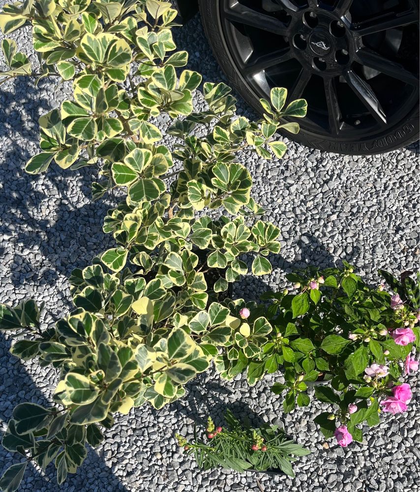 PENSACOLA SEED & GARDEN 14 Reviews 4915 Mobile Hwy, Pensacola