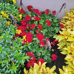 Just Perfect Plants