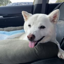 Bellport Animal Hospital - Kira the dog