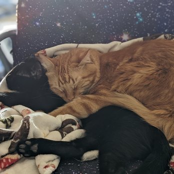 Arizona Spay Neuter - Veterinarians Near Me - Tucson, Arizona