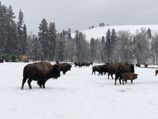 Triple Creek Ranch, A Montana Hideaway by null