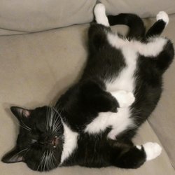 The Greater New Haven Cat Project, Inc. - Resting after a hard day playing.