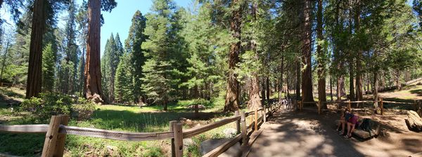 Kings Canyon National Park by null
