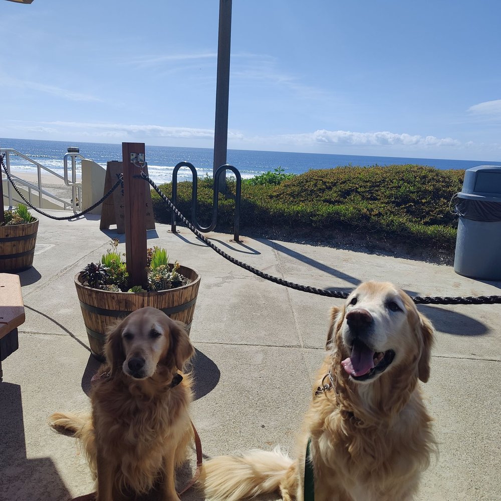 Young's Beach Shack - Pup friendly - Breakfast & Brunch Near Me - Dana Point, California Young's Beach Shack - Pup friendly - Breakfast & Brunch Near Me - Dana Point, California